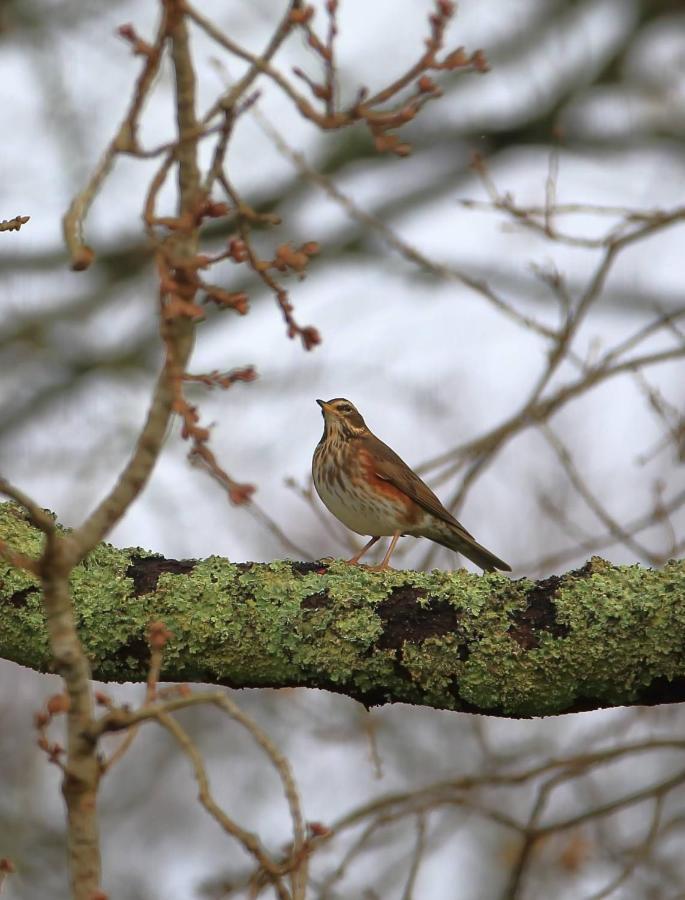 Aux Arbres Chanteurs Ploulech Eksteriør bilde