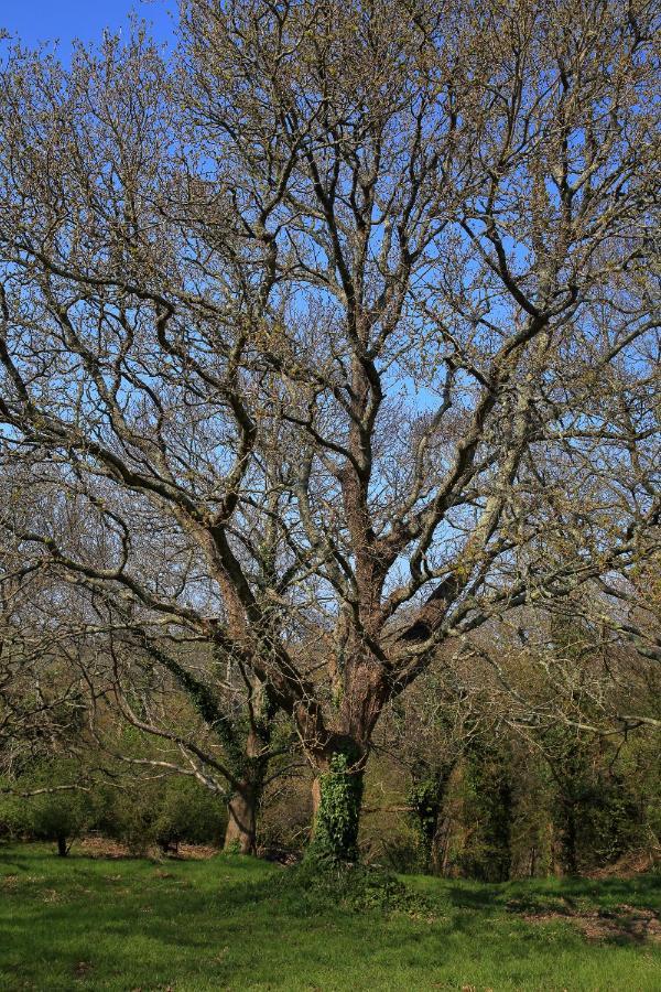 Aux Arbres Chanteurs Ploulech Eksteriør bilde