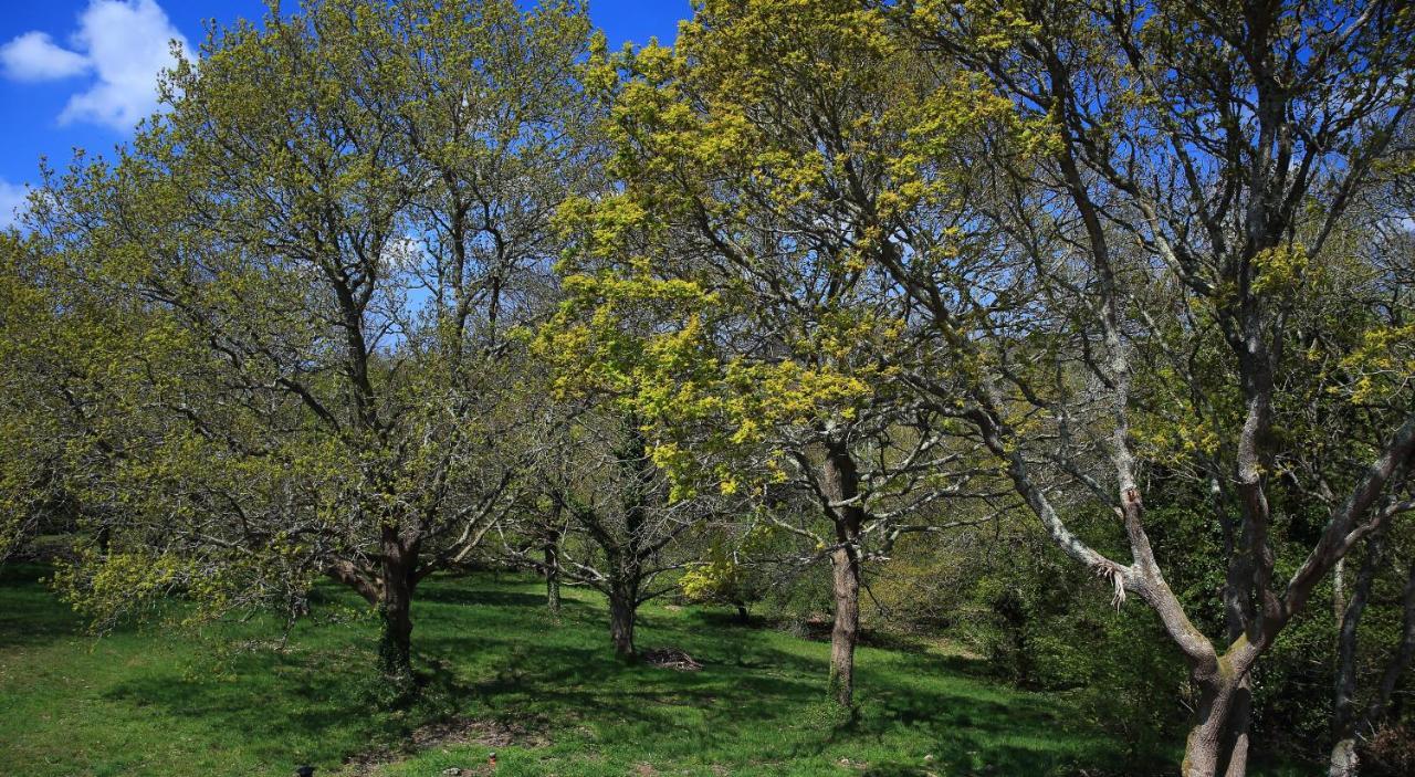 Aux Arbres Chanteurs Ploulech Eksteriør bilde